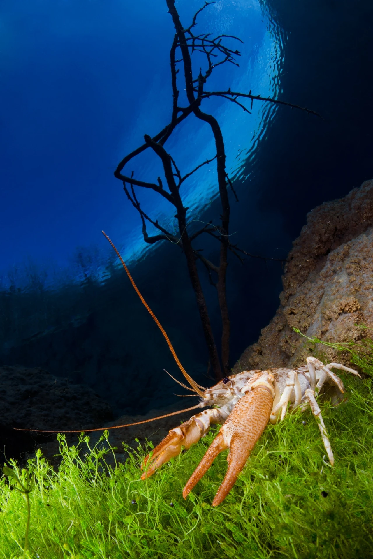 Il Guardiano Del Lago - Fresh Waters runner up by Francesco Visintin, See in the Sea underwater photography contest