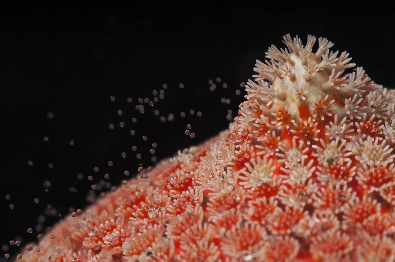 Eggs of the Sea - Macro runner up by Lorenzo Terraneo, See in the Sea underwater photography contest