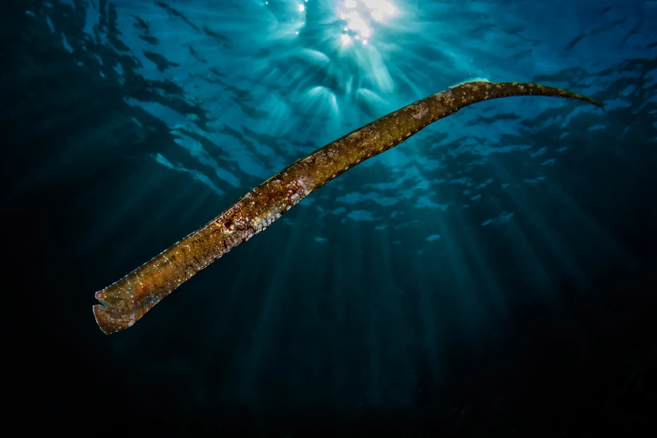 Pipefish