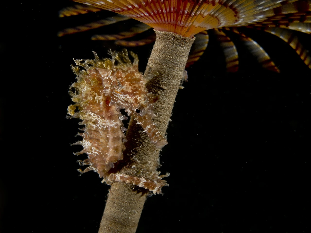 Cavalluccio Su Spirografo - Newcomers gold by Angelo Pascale, See in the Sea underwater photography contest