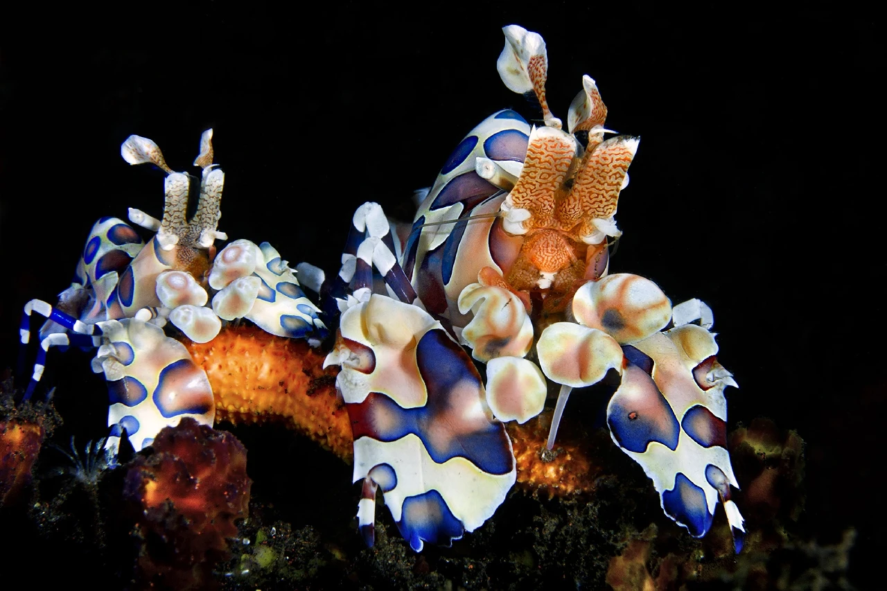 Harlequin Shrimp - Newcomers runner up by Gabriella Luongo, See in the Sea underwater photography contest