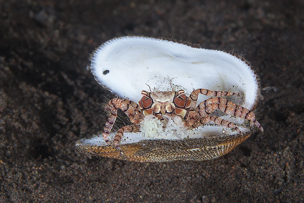 Boxeur - Newcomers runner up by Giancarlo Zambelli, See in the Sea underwater photography contest
