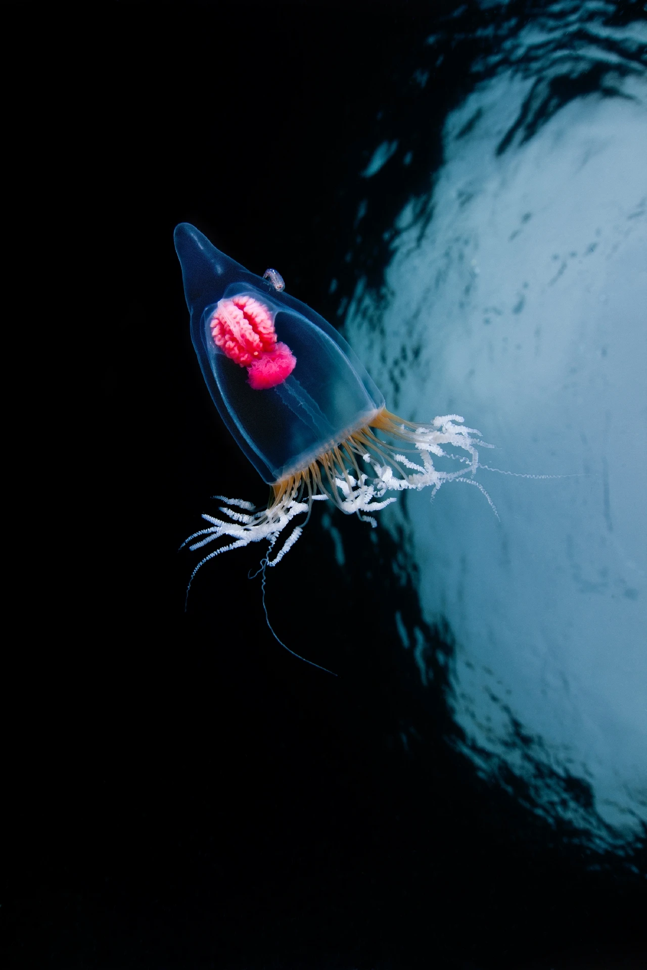 The Hijacker - Macro runner up by Nicholaus Samaras, See in the Sea underwater photography contest