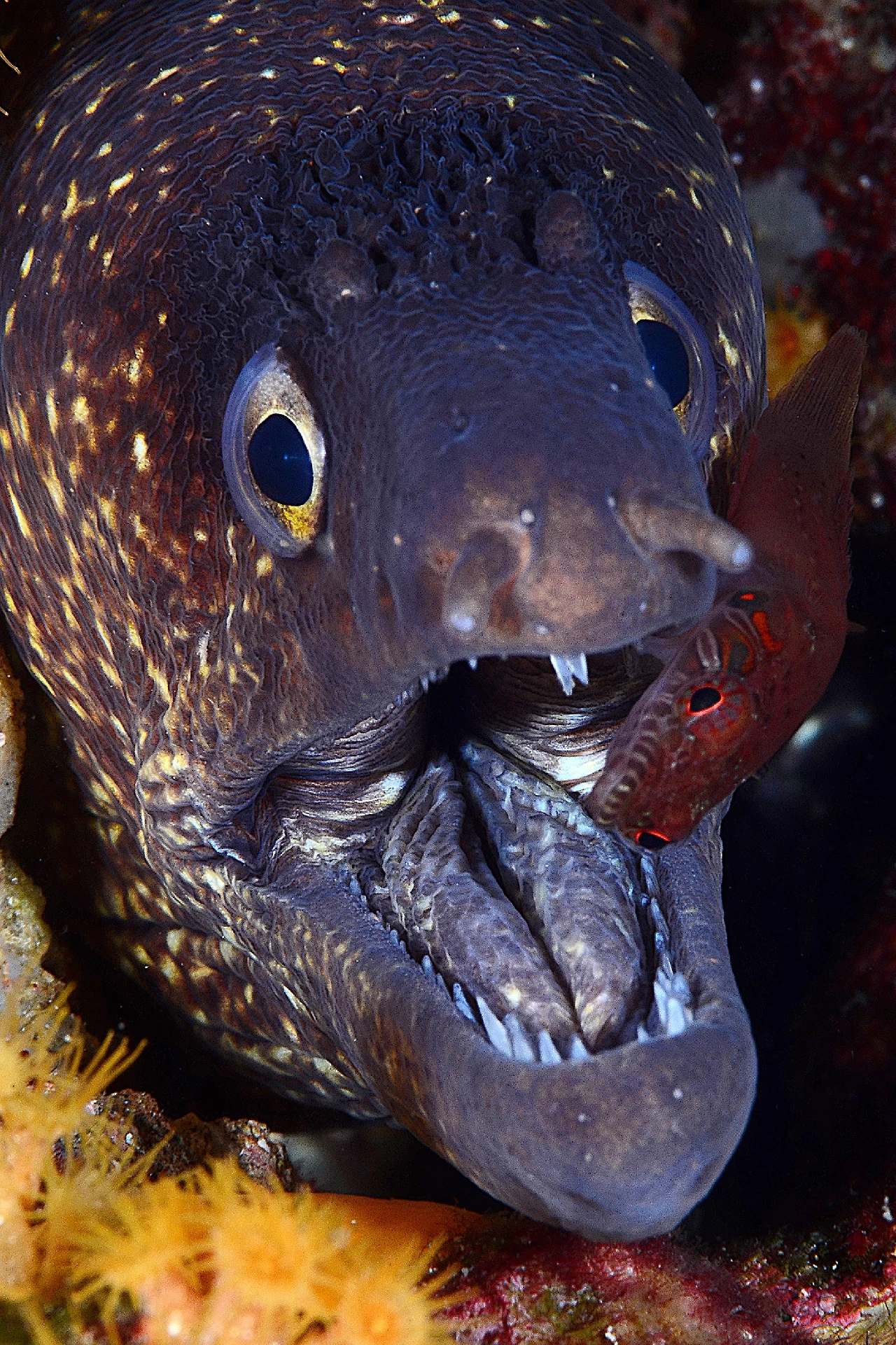 Amici - Newcomers bronze by Daniele Maggi, See in the Sea underwater photography contest