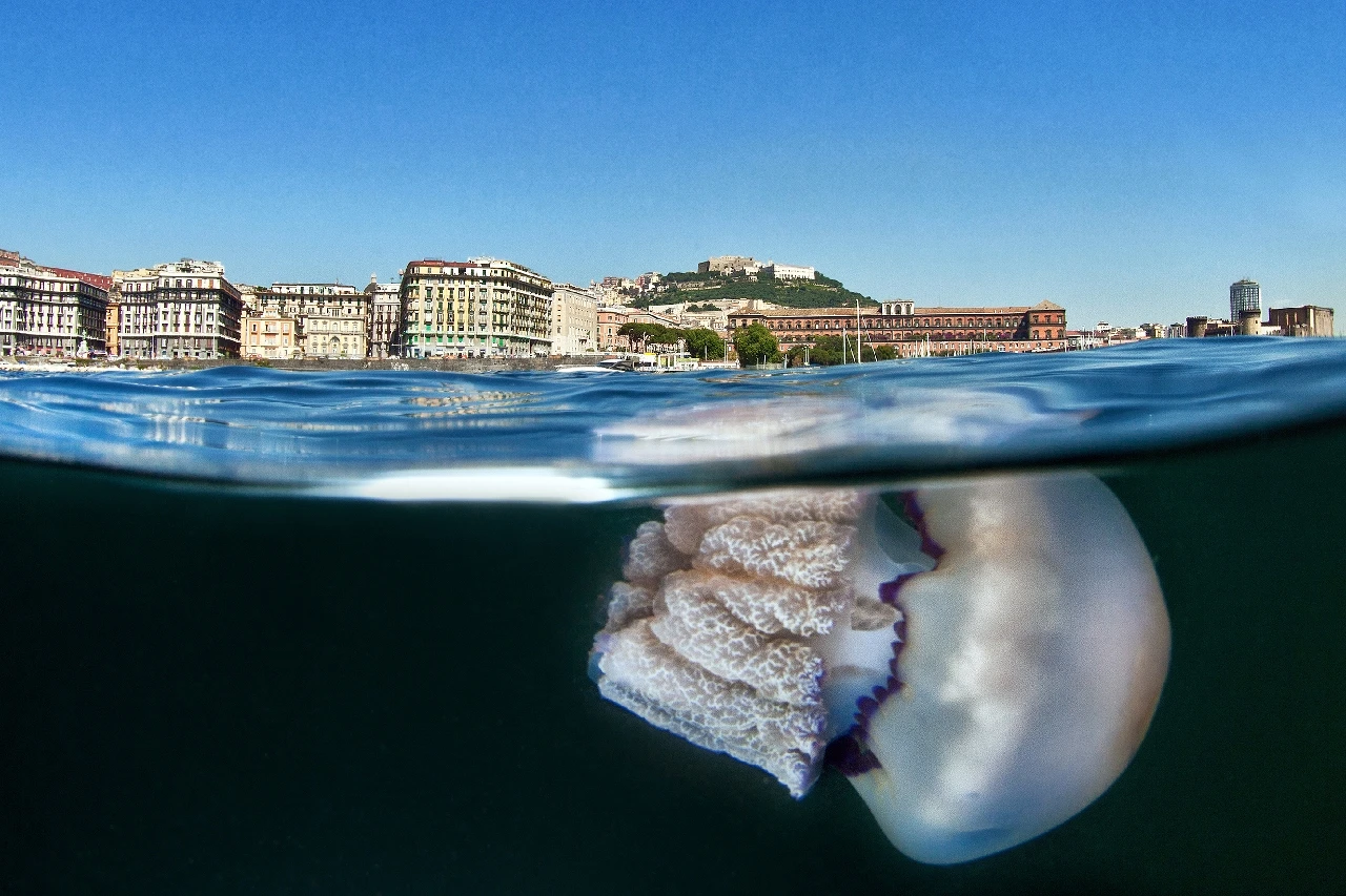 Il Golfo