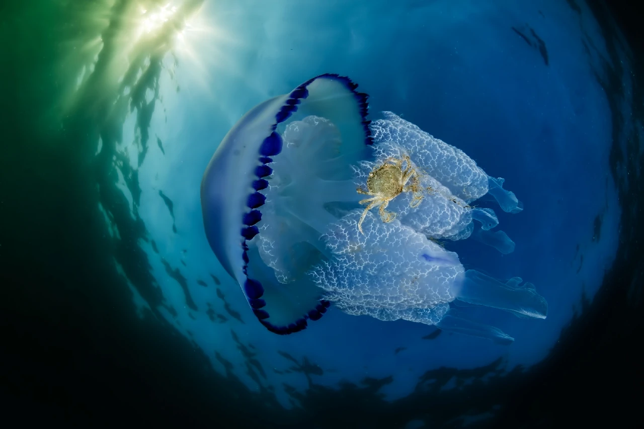 The Passenger - Wide Angle runner up by Francesco Visintin, See in the Sea underwater photography contest