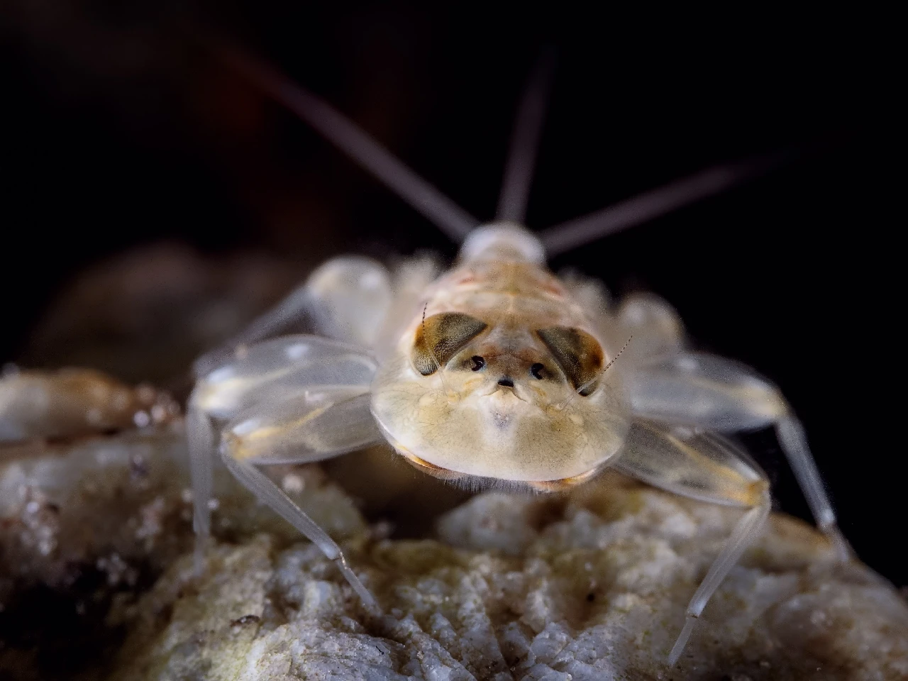 Ephemeroptera Larvae - Fresh Waters silver by Maurizio Pasi, See in the Sea underwater photography contest