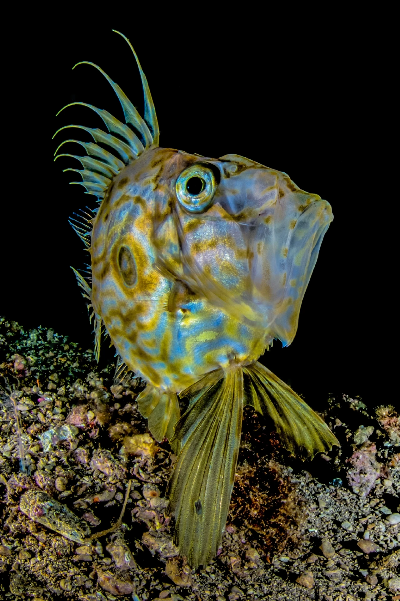 Pesce San Pietro - Wide Angle runner up by Marco Gargiulo, See in the Sea underwater photography contest