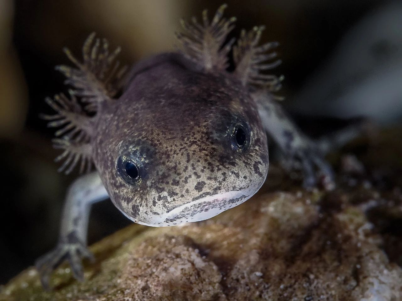 Salamander Larvae - Fresh Waters runner up by Maurizio Pasi, See in the Sea underwater photography contest