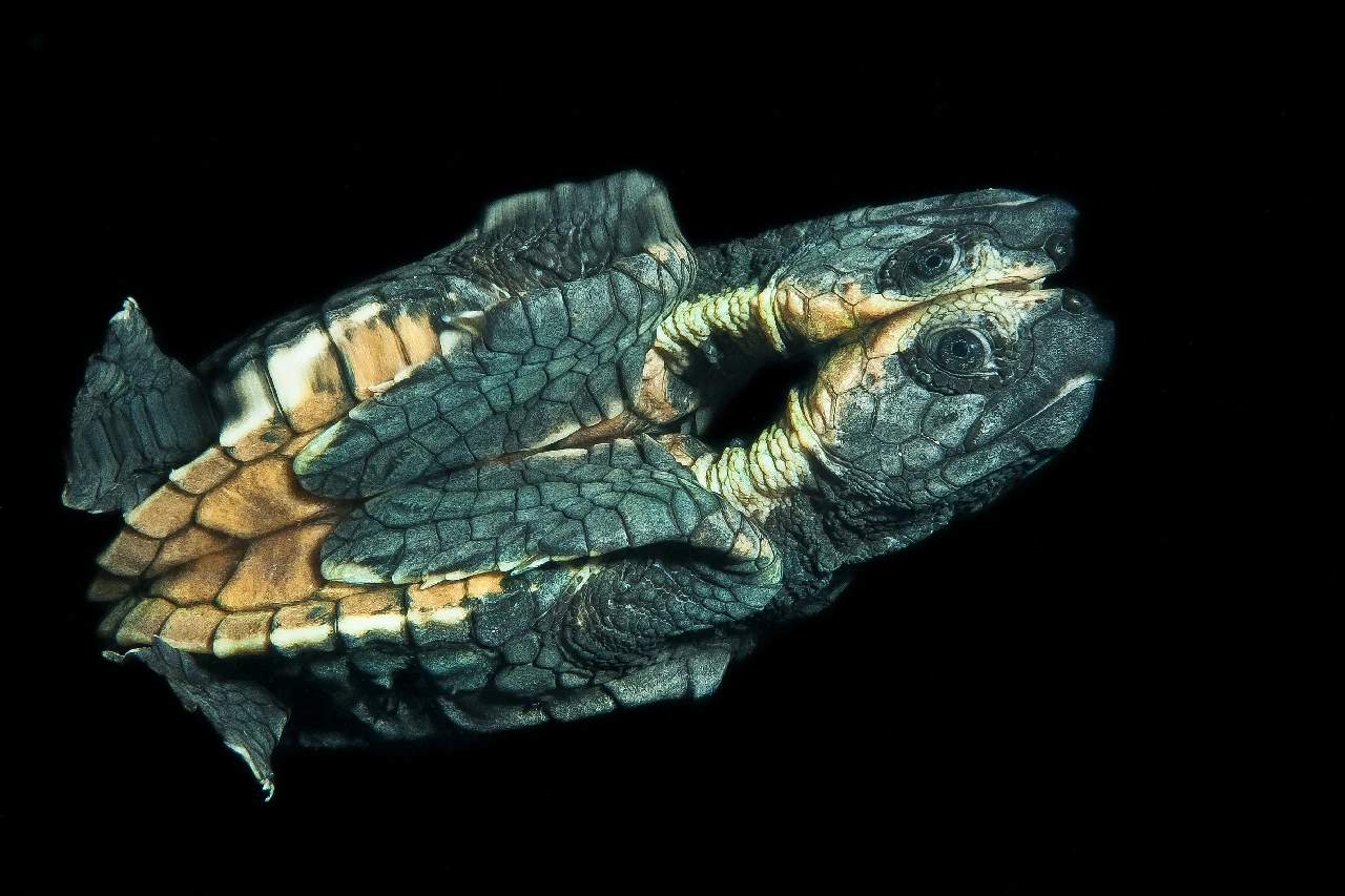 Riflessi - Macro silver by Claudio Zori, See in the Sea underwater photography contest