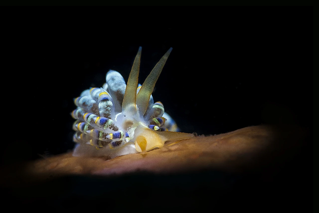 Spotlight - Macro runner up by Matteo Visconti, See in the Sea underwater photography contest