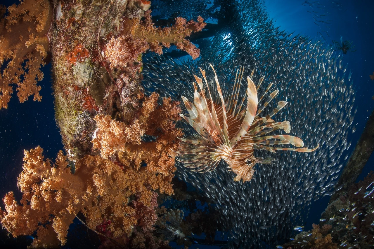 Life in a Crane - Newcomers silver by Alberto Buonanno, See in the Sea underwater photography contest