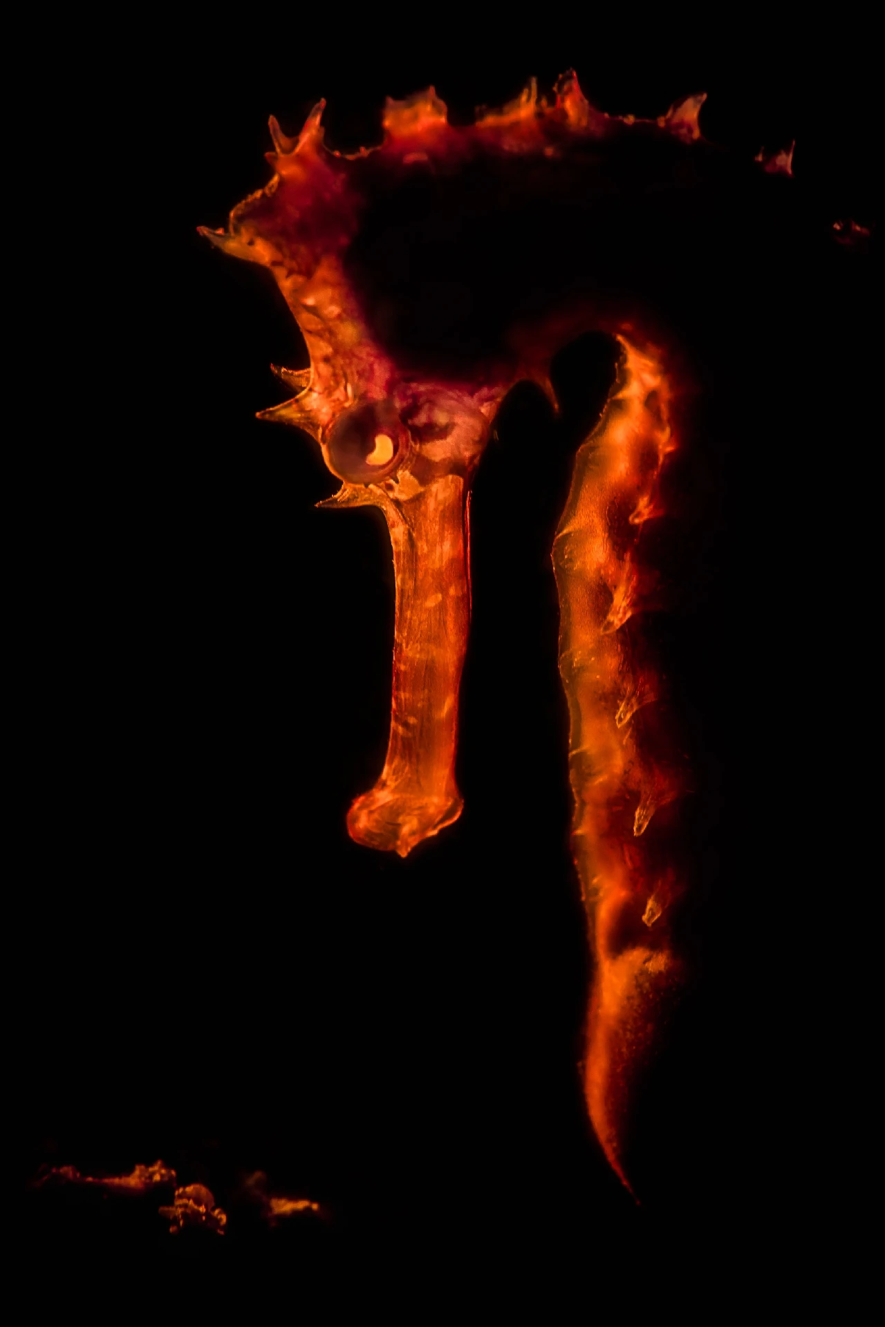 Mysterious Light - Macro runner up by Beth Watson, See in the Sea underwater photography contest