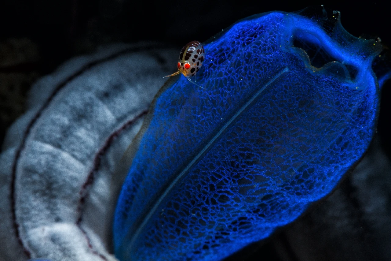 Ladybug - Macro bronze by Jorge Marco, See in the Sea underwater photography contest