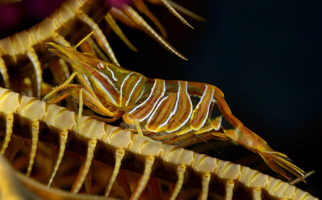 Yellow Mom