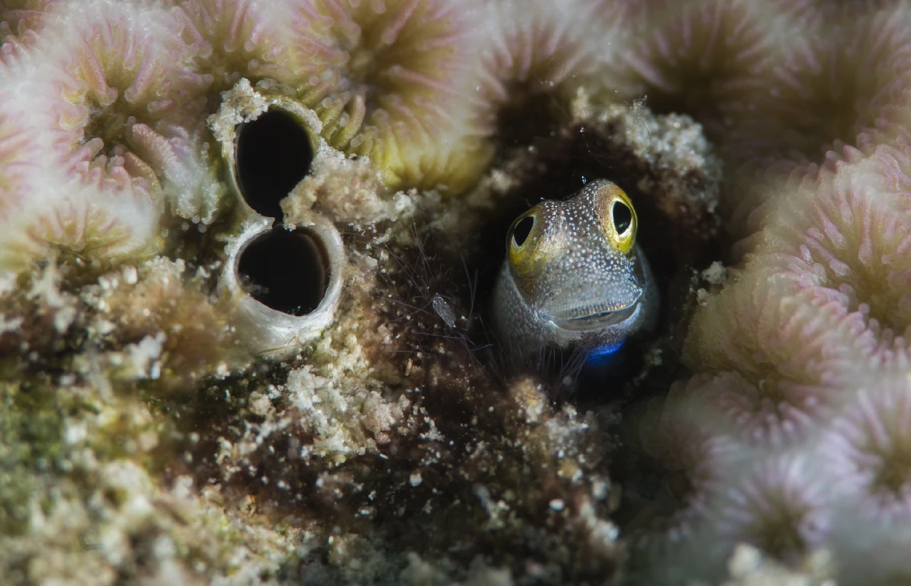 Mi Casa Es Tu Casa ! - Macro runner up by Alberto Buonanno, See in the Sea underwater photography contest
