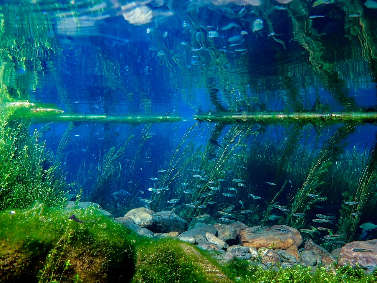 Upside down - Compact runner up by Lynn Wu, See in the Sea underwater photography contest