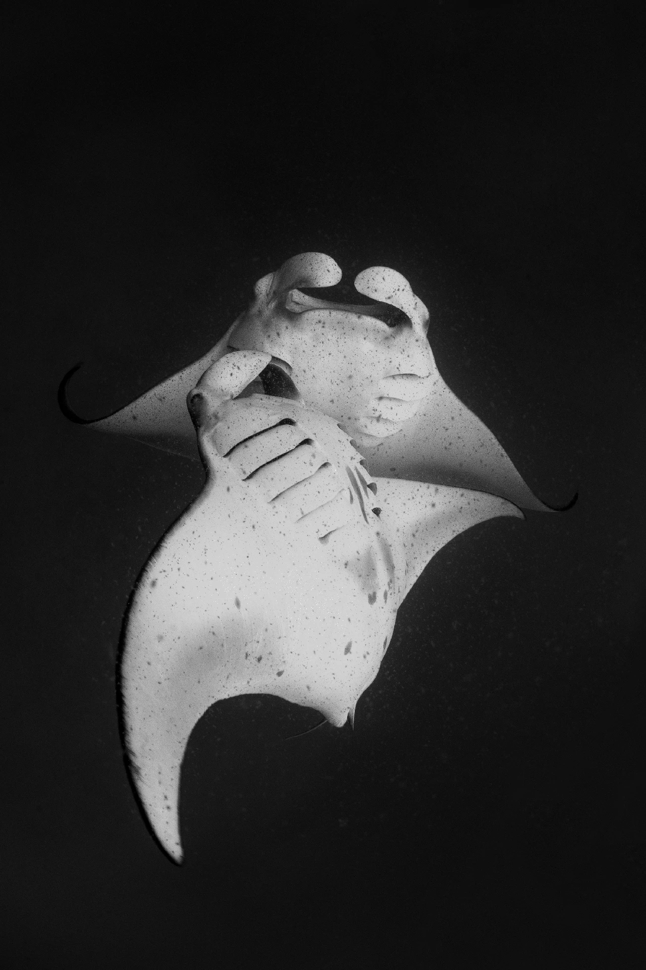 Dancers - Wide Angle gold by Gabriella Luongo, See in the Sea underwater photography contest
