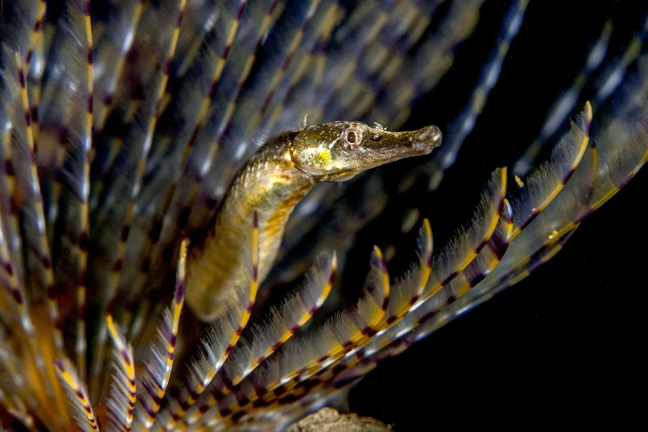 L'Ago - Macro runner up by Domenico Tritto, See in the Sea underwater photography contest