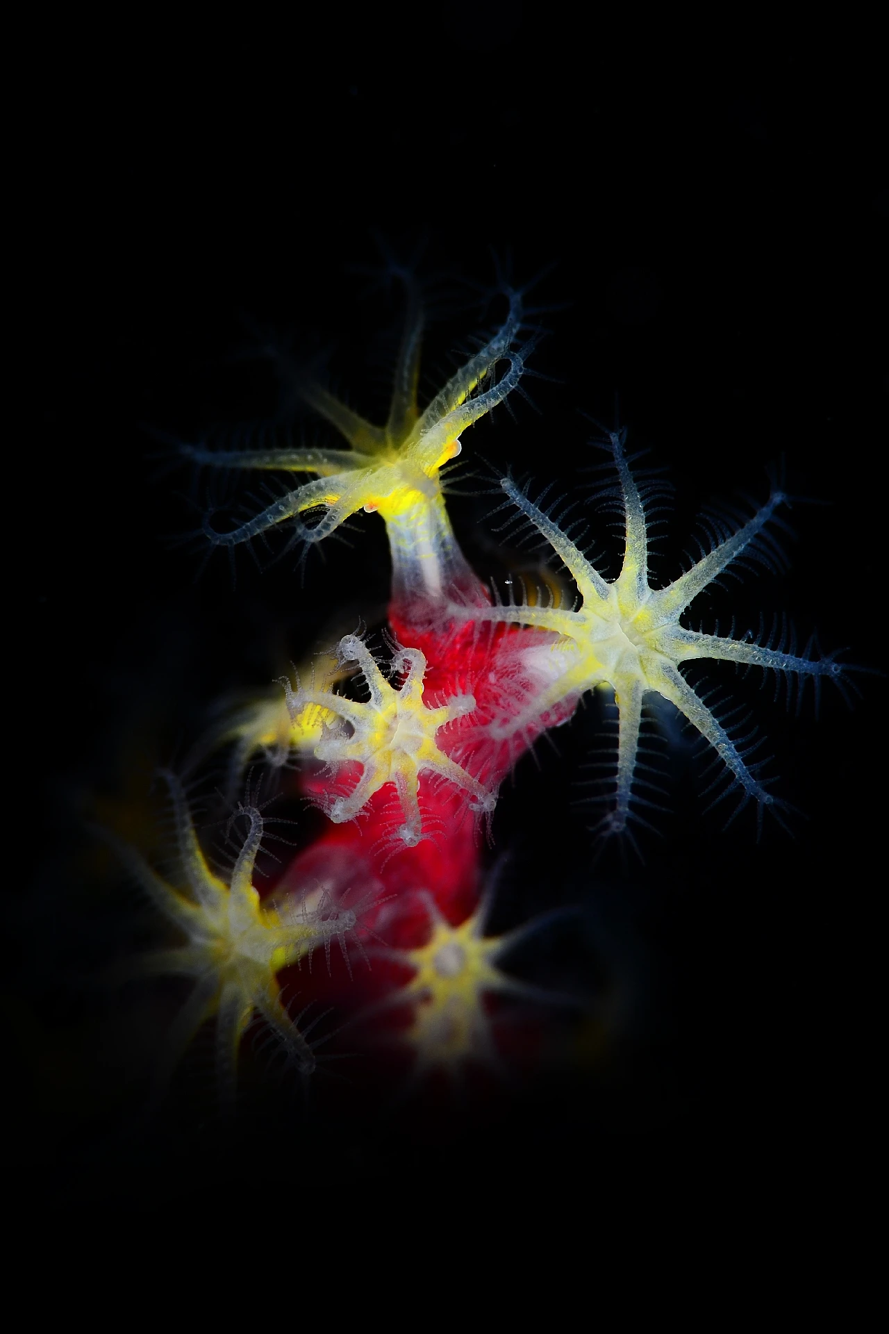 Gorgonia Snooty - Macro runner up by Alessandro Giannaccini, See in the Sea underwater photography contest