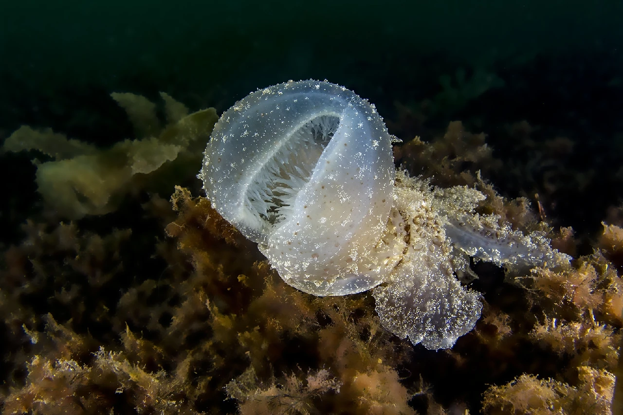 Atteggiamento Difensivo - Compact runner up by Gianni Colucci, See in the Sea underwater photography contest