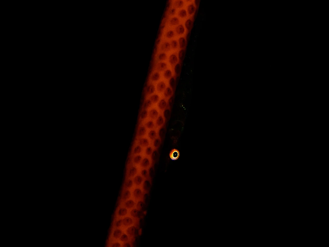 Eye in the Dark - Macro runner up by Lynn Wu, See in the Sea underwater photography contest