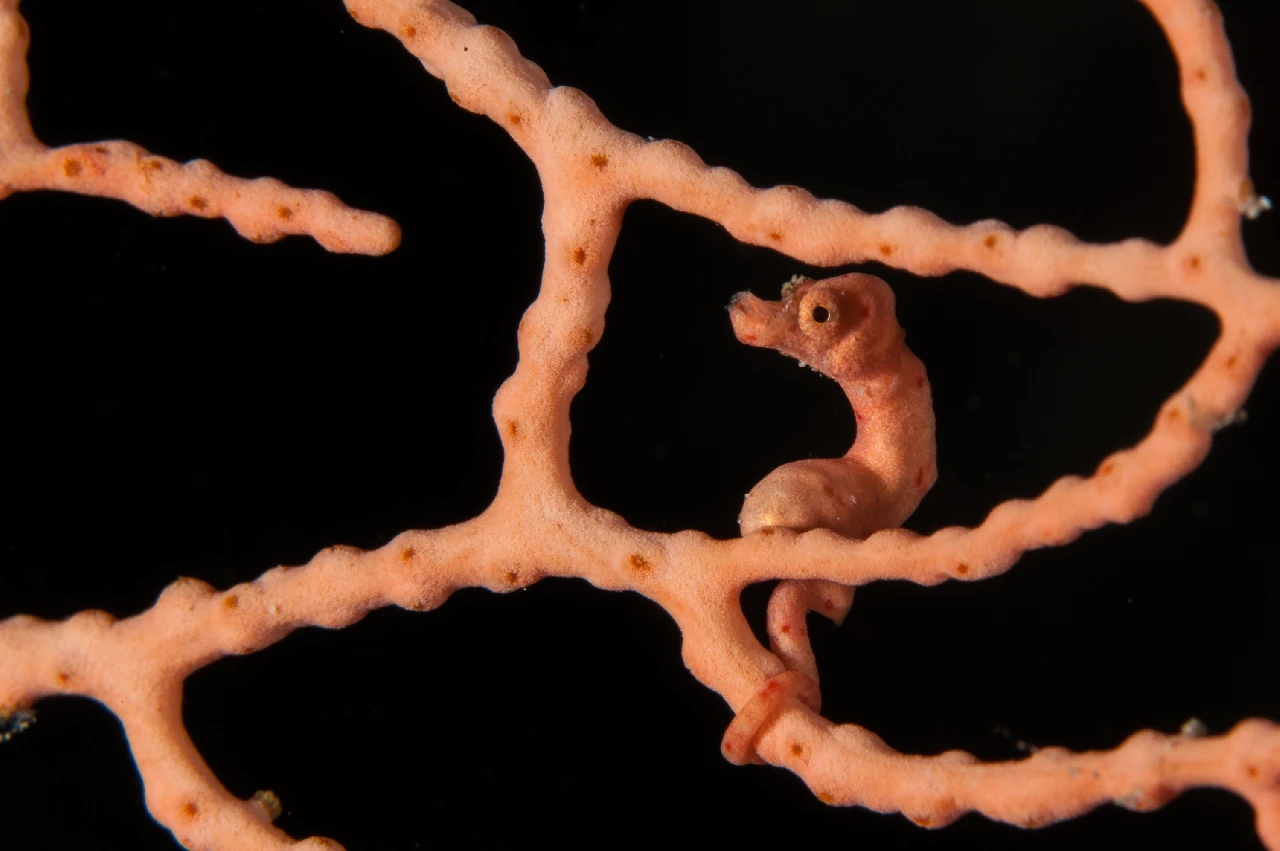 Alla Finestra - Seahorse bronze by Mauro Apuleo, See in the Sea underwater photography contest