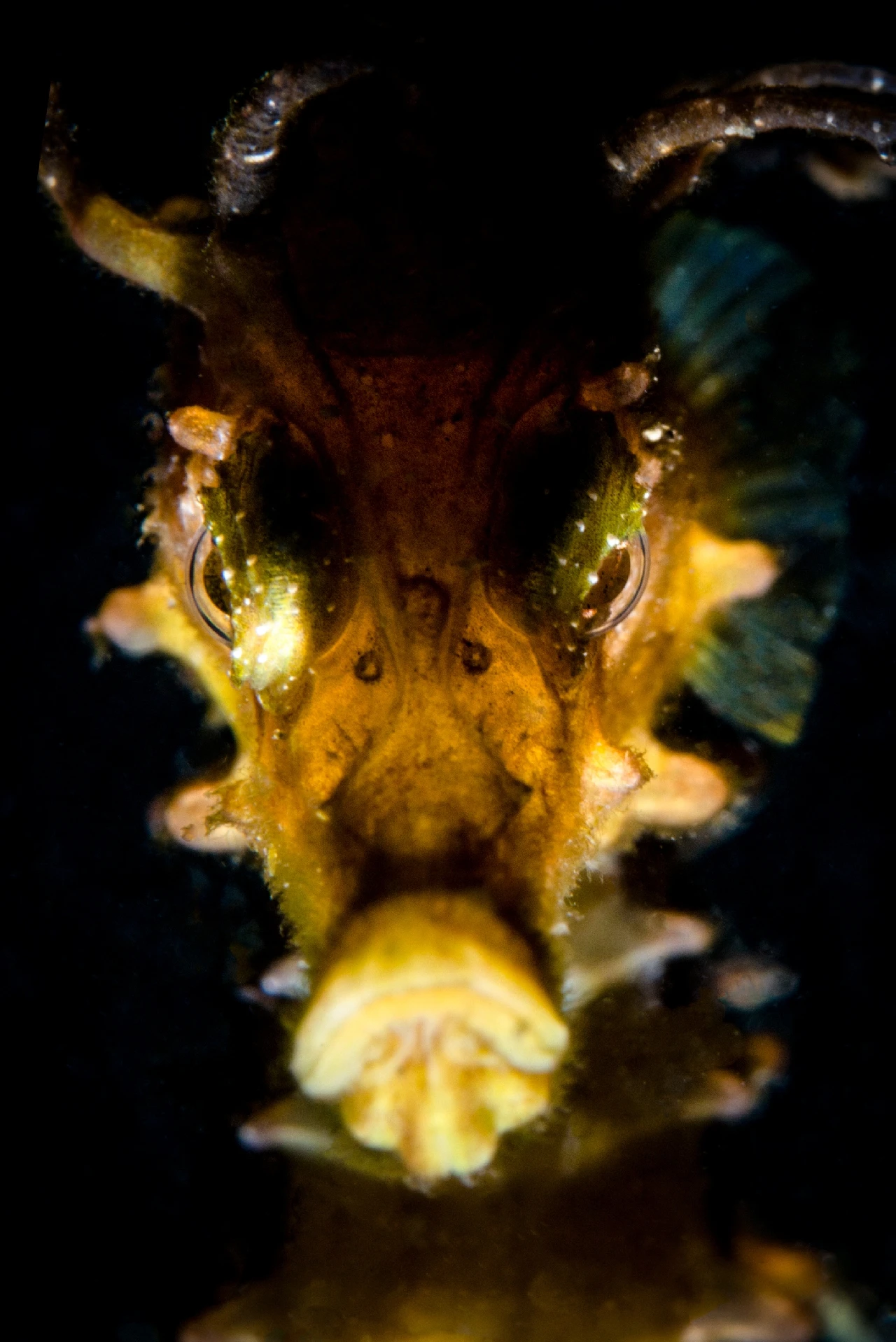 Monster - Seahorse runner up by Marco Gargiulo, See in the Sea underwater photography contest