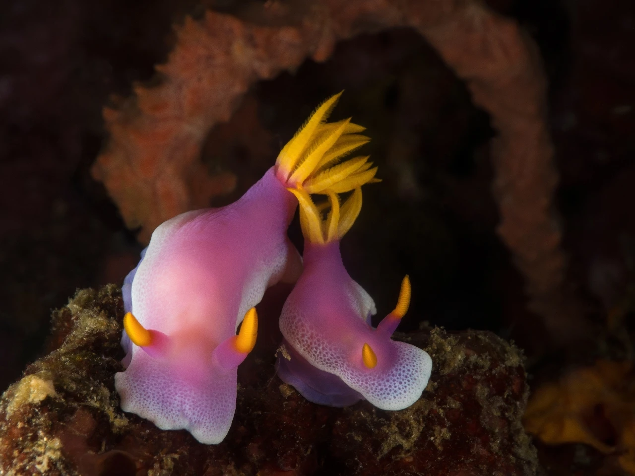 In the Mood for Love - Compact silver by Gianluca Cucco, See in the Sea underwater photography contest