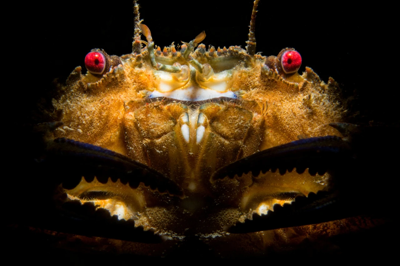 Red Devil - Macro runner up by Staes Filip, See in the Sea underwater photography contest