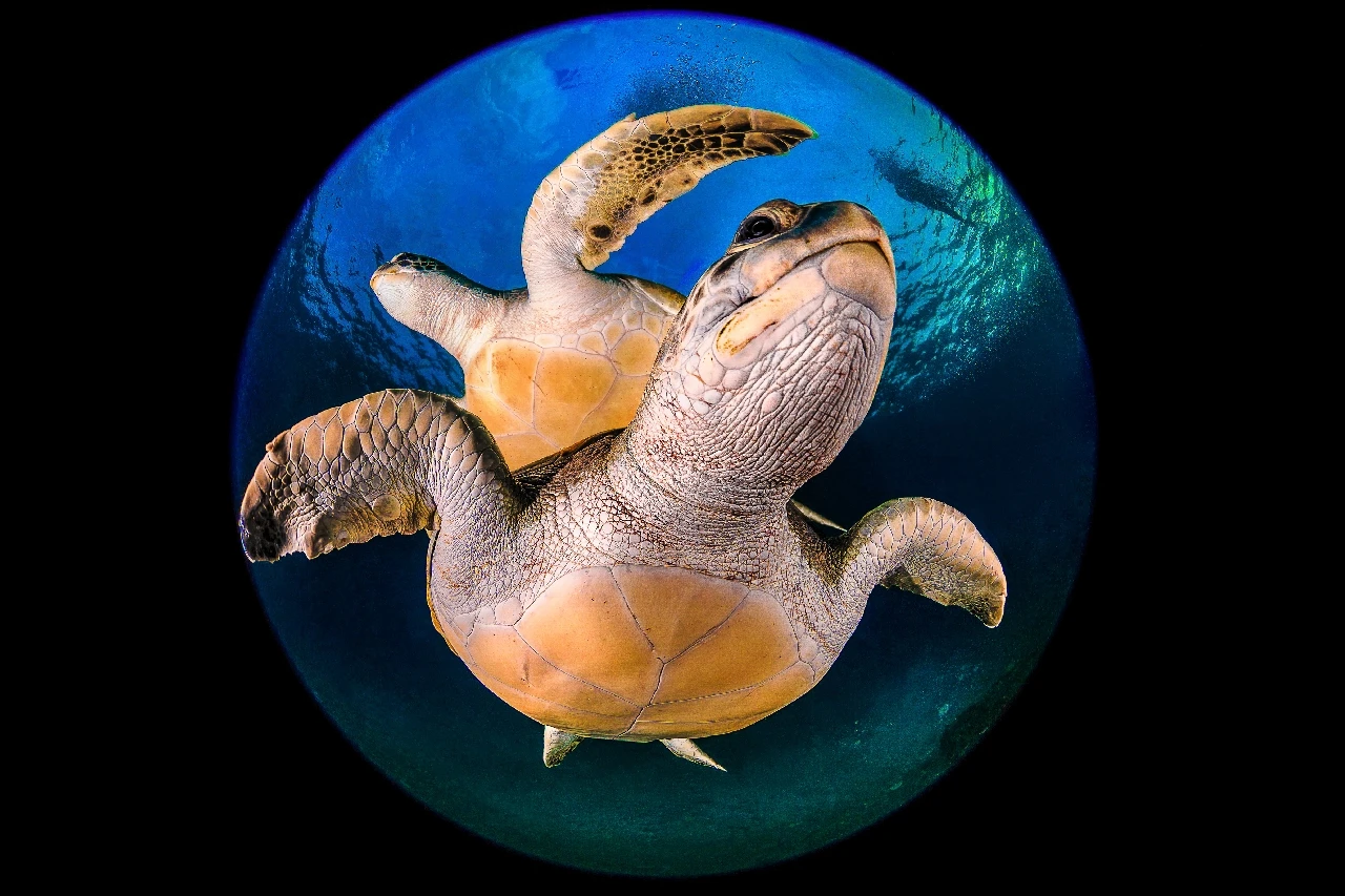 Planet Turtles - Wide Angle runner up by Plamena Mileva, See in the Sea underwater photography contest