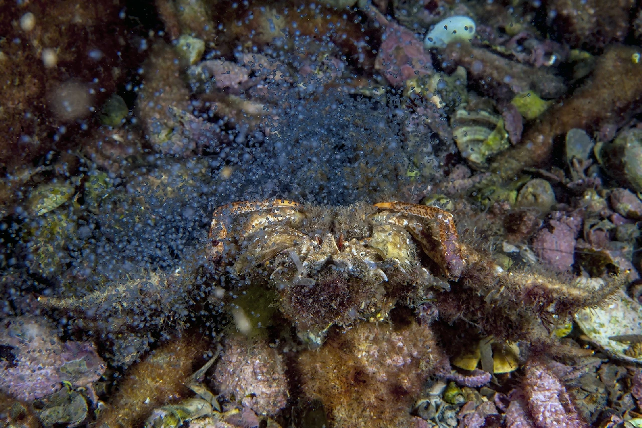 Parto Con Successo - Macro runner up by Gianni Colucci, See in the Sea underwater photography contest