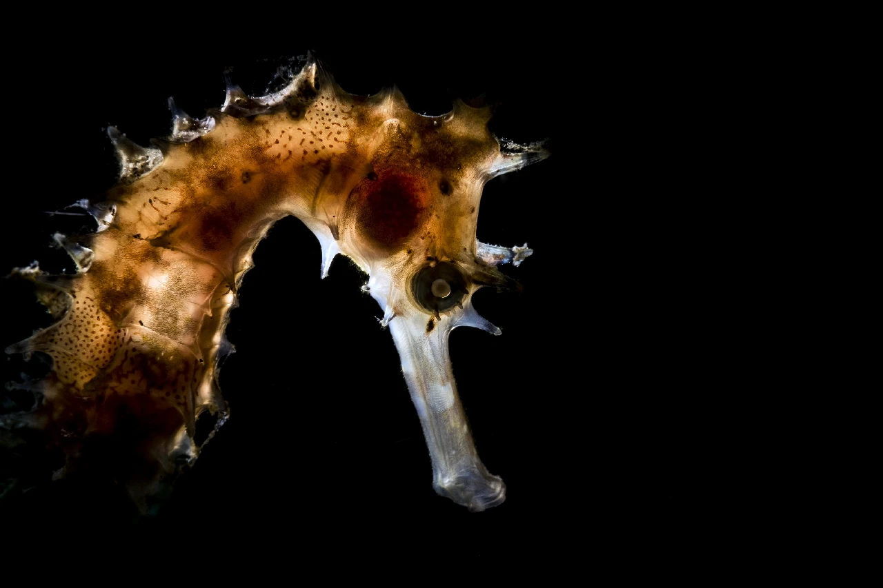 Cavalluccio Luminoso - Seahorse runner up by Raffaele Livornese, See in the Sea underwater photography contest