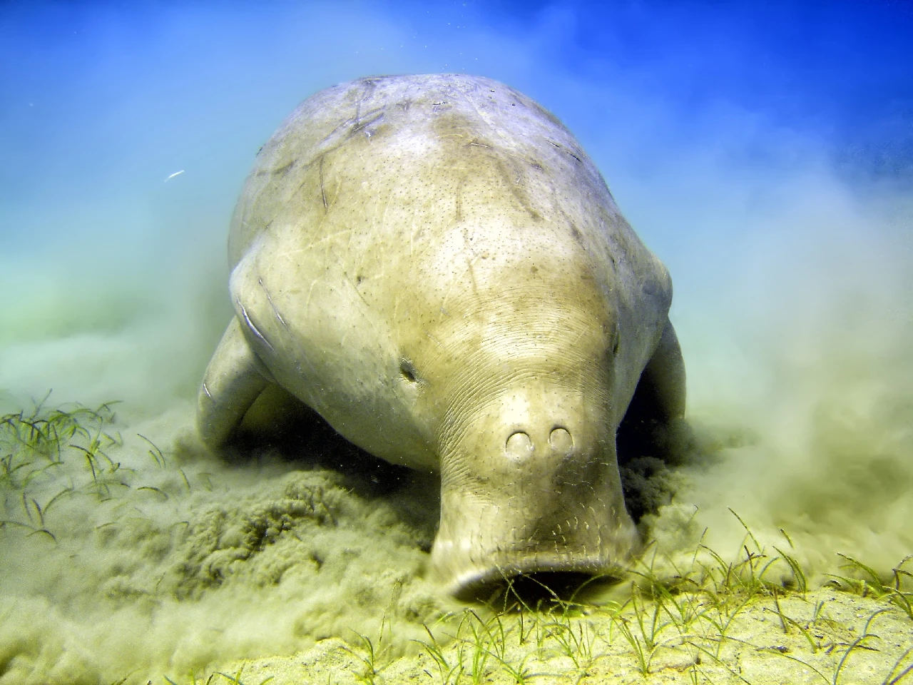 Dugongo - Compact bronze by Andrea Izzotti, See in the Sea underwater photography contest