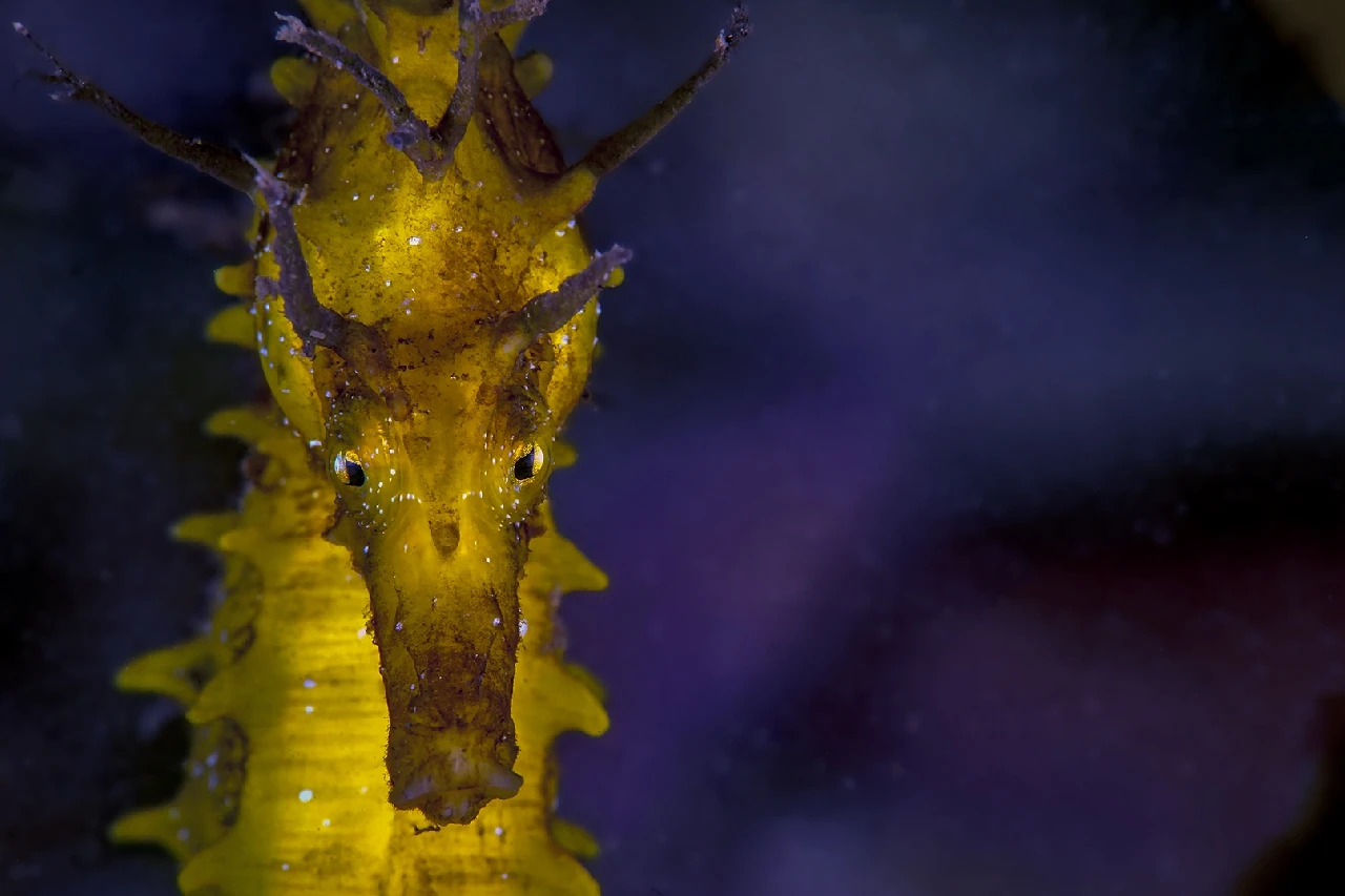 Occhio Per Occhio - Seahorse runner up by Gianni Colucci, See in the Sea underwater photography contest