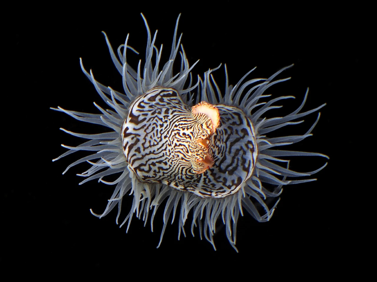Anemone Leopardo - Compact runner up by Virginia Salzedo, See in the Sea underwater photography contest