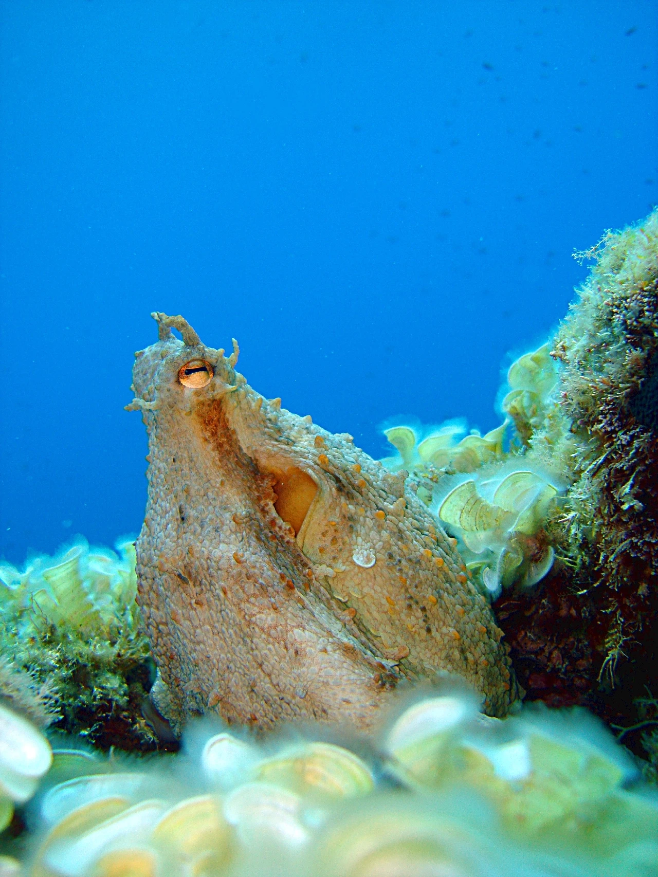 Il Polpo Da Un' altra prospettiva - Compact runner up by Pierluigi Peis, See in the Sea underwater photography contest