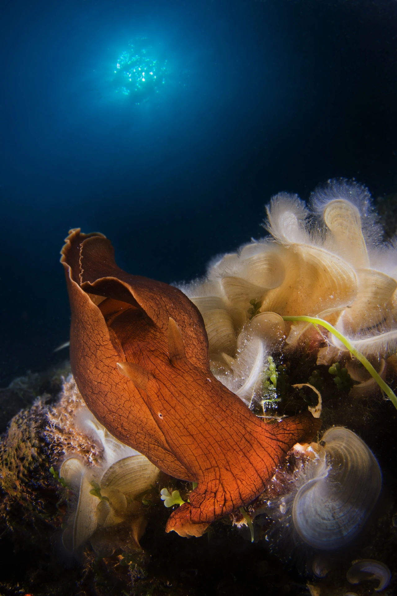 Red Velvet - Wide Angle bronze by Fabio Iardino, See in the Sea underwater photography contest