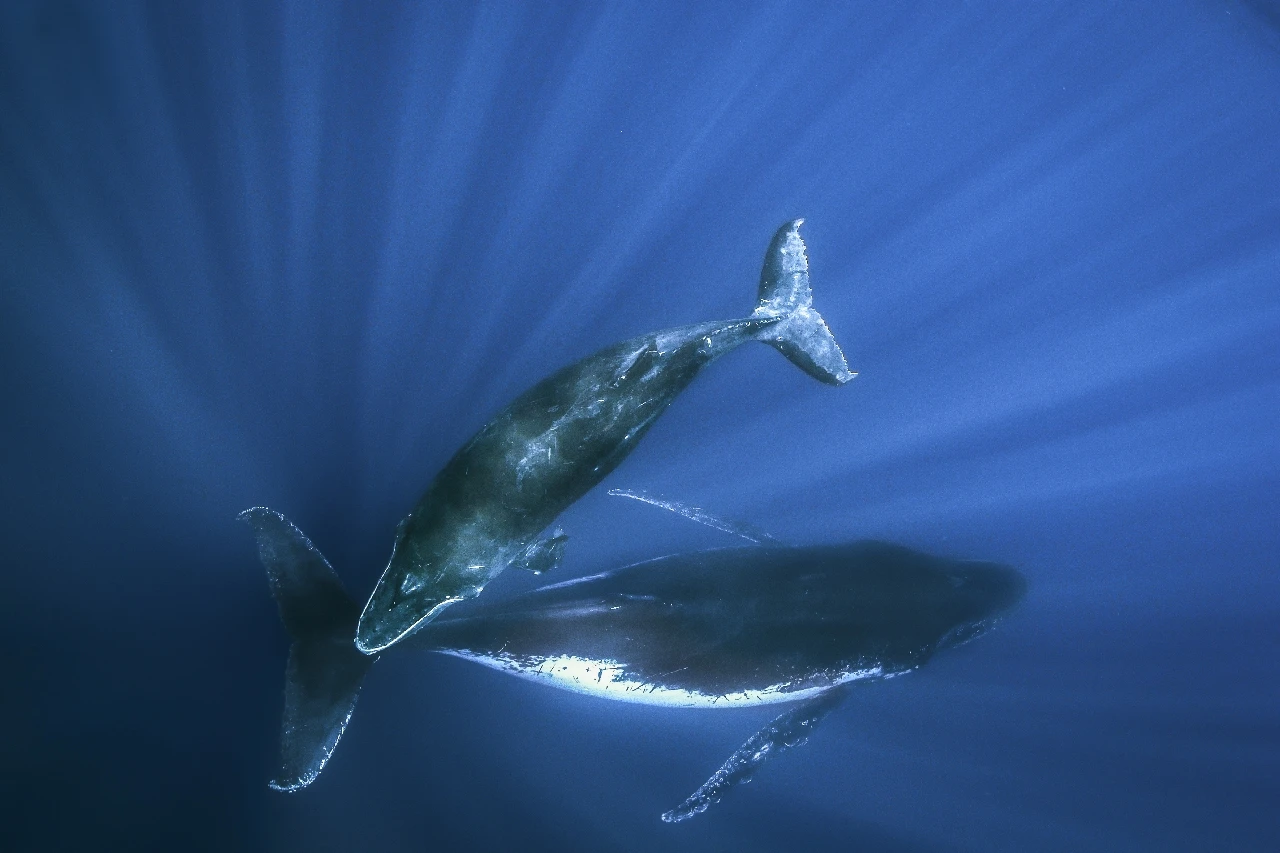 Humpback Dance - Wide Angle runner up by Massimo Zannini, See in the Sea underwater photography contest