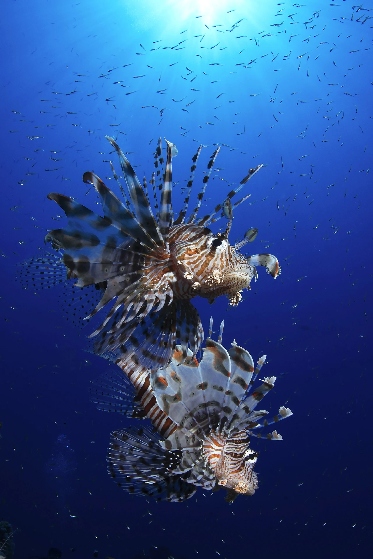 La Superba Regalità - Wide Angle runner up by Mauro Mainardi, See in the Sea underwater photography contest
