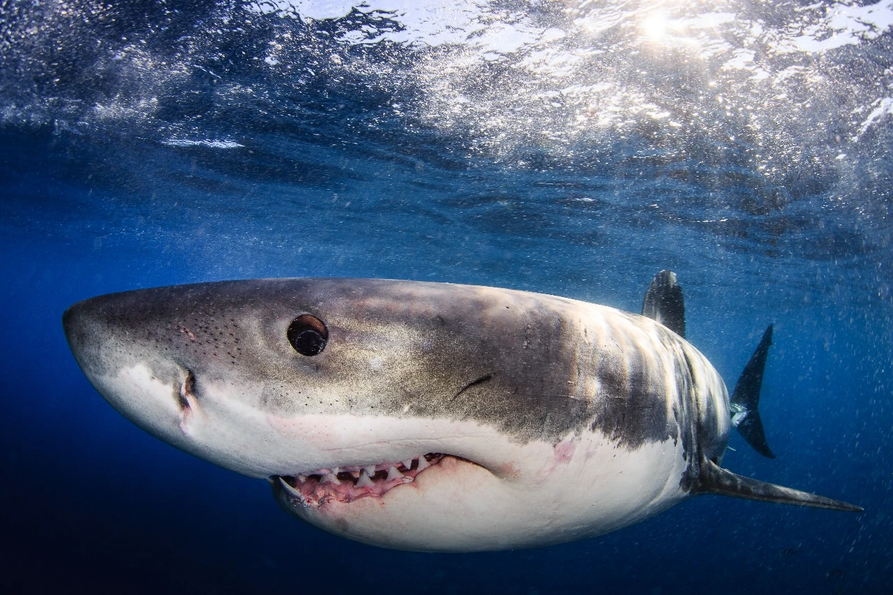Shark Torpedo - Wide Angle runner up by Yen-Yi Lee, See in the Sea underwater photography contest