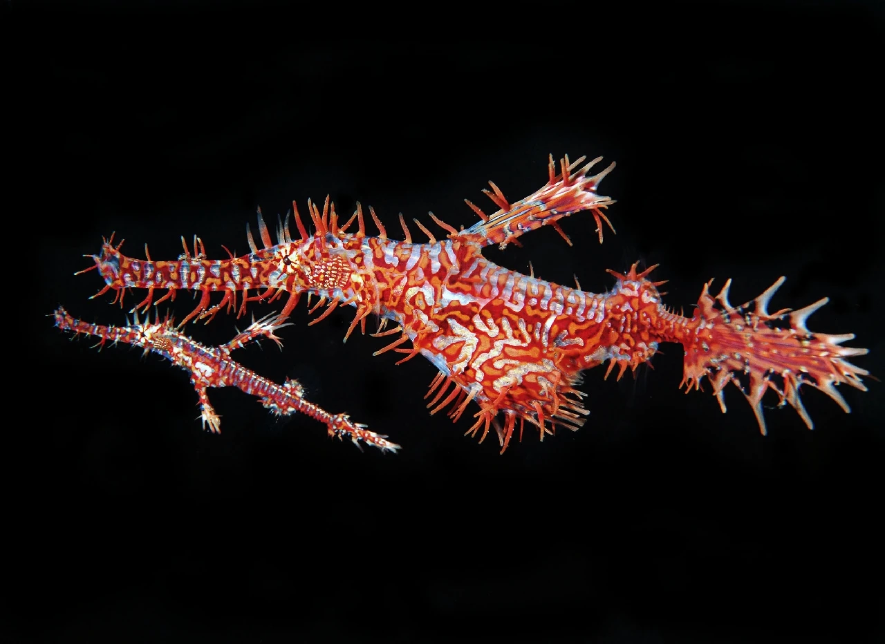 Red Family - Seahorse runner up by Giacomo Marchione, See in the Sea underwater photography contest