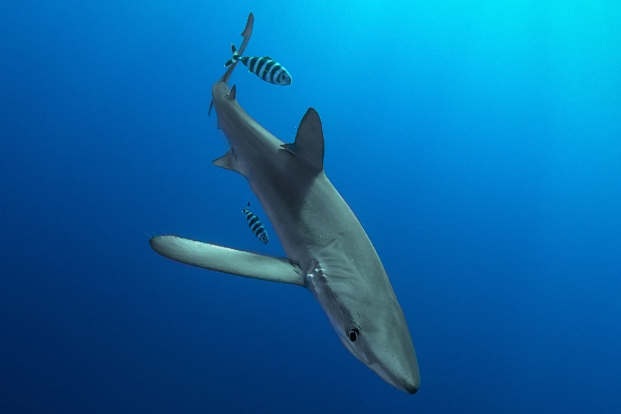 Verdesche Atlantiche - Wide Angle runner up by Flavio Vailati, See in the Sea underwater photography contest