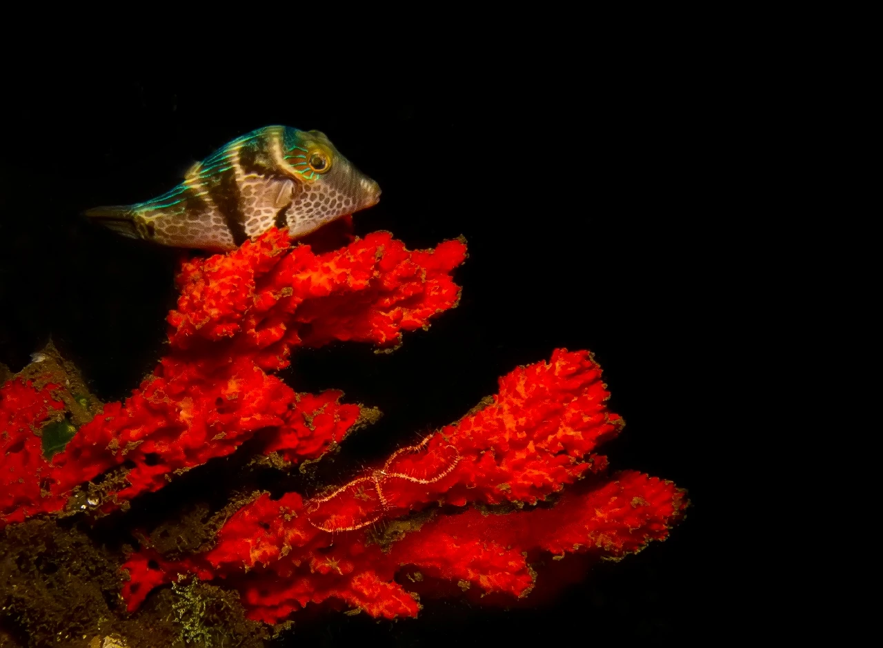 Rosso Di Notte - Compact runner up by Massimo Giorgetta, See in the Sea underwater photography contest