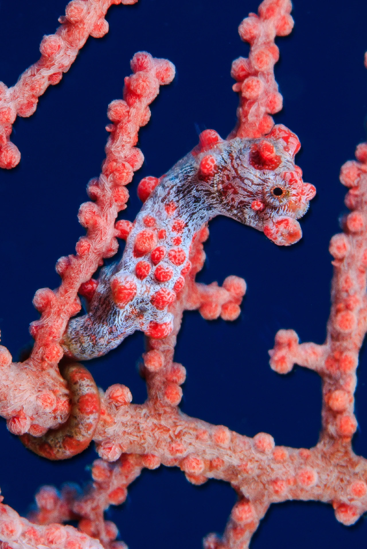 Red & Blue - Seahorse runner up by Jordi Benitex, See in the Sea underwater photography contest