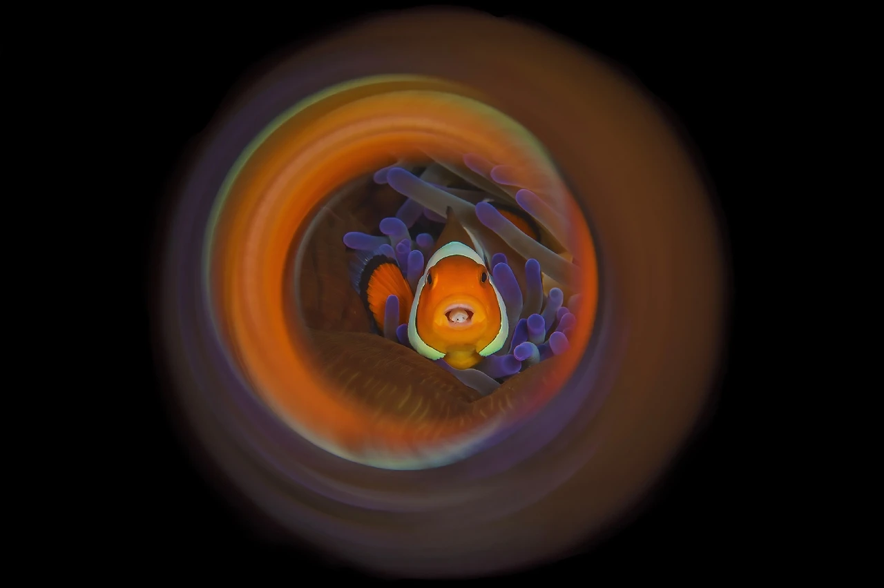 Clownfish - Macro silver by Rooman Luc, See in the Sea underwater photography contest