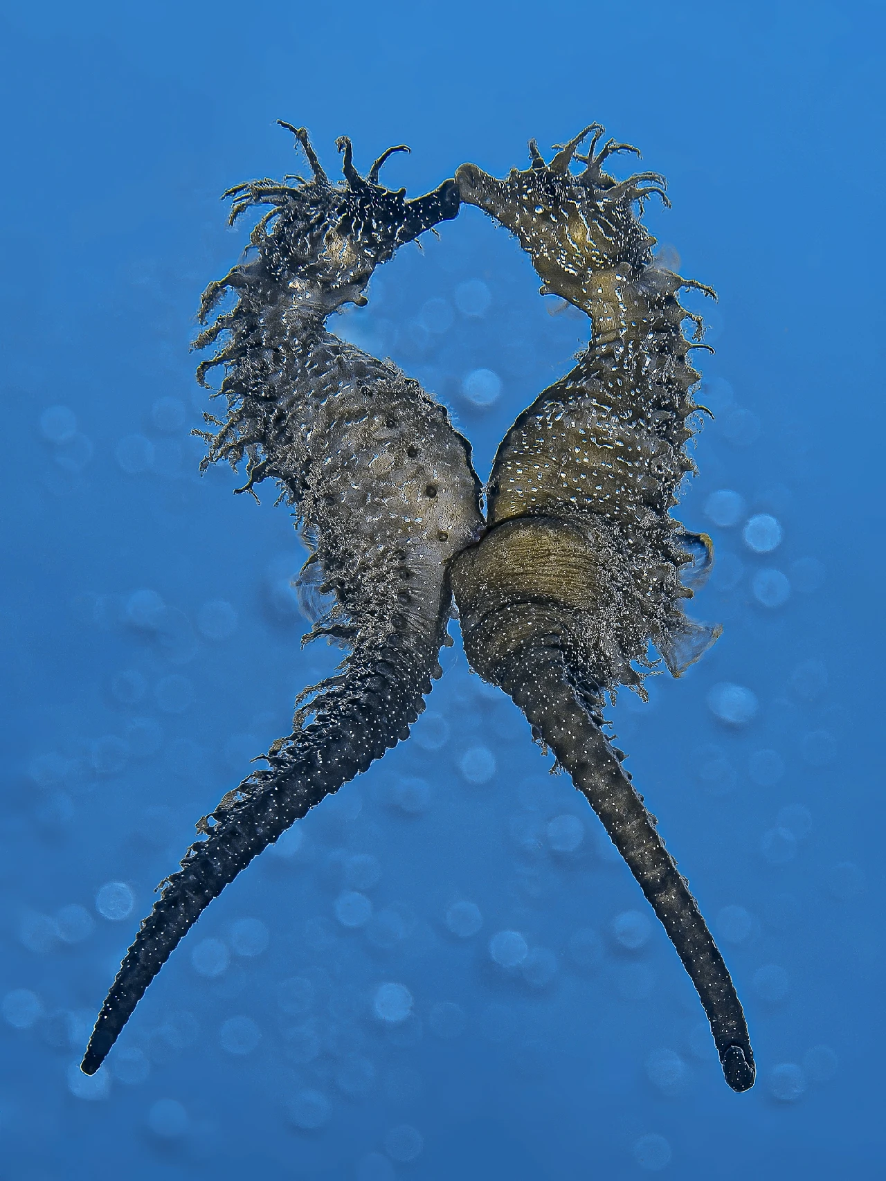 Magic Moment - Seahorse silver by Flavio Vailati, See in the Sea underwater photography contest