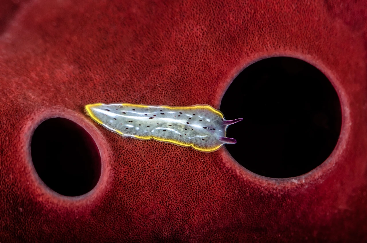 Sul Tappeto Rosso - Macro runner up by Gianluca Romano, See in the Sea underwater photography contest