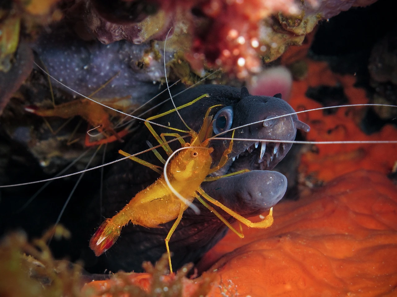 Pulizia Meccanica - Compact runner up by Stefano Cerbai, See in the Sea underwater photography contest