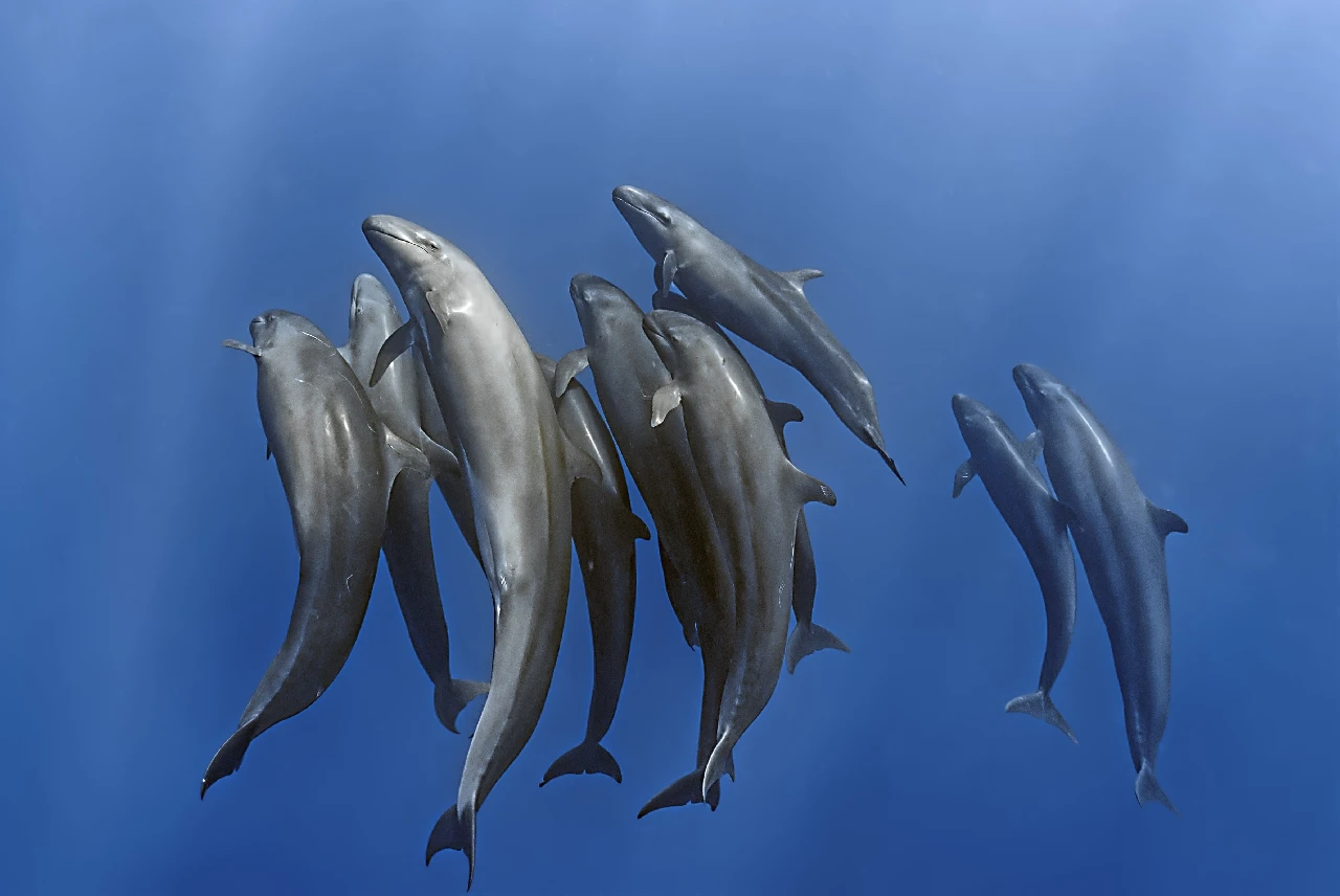Le Pseudo Orche Di Karam Masamirit - Wide Angle silver by Renato La Grassa, See in the Sea underwater photography contest